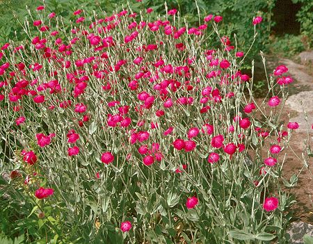 Lychnis coronaria, harmaakaenkukka